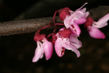 Cercis canadensis 'Forest Pansy' RCP4-2015 325.JPG
